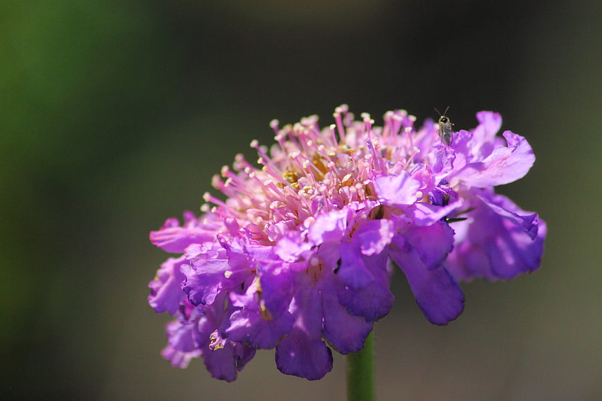 Close-up of purple scabious flower with small insect