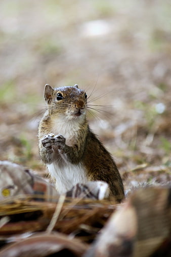 Cute squirrel eating seeds in a natural outdoor setting