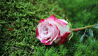 Pink and White Rose on Green Moss Background