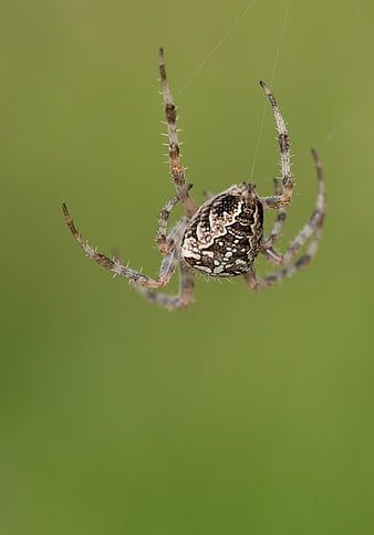 Close-up of an Angulate Orbweaver Spider on a Green Background
