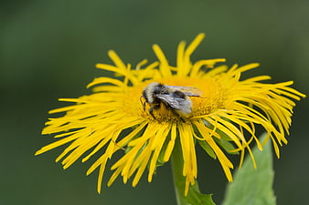 Bumblebee Pollinating Yellow Wildflower Close-Up
