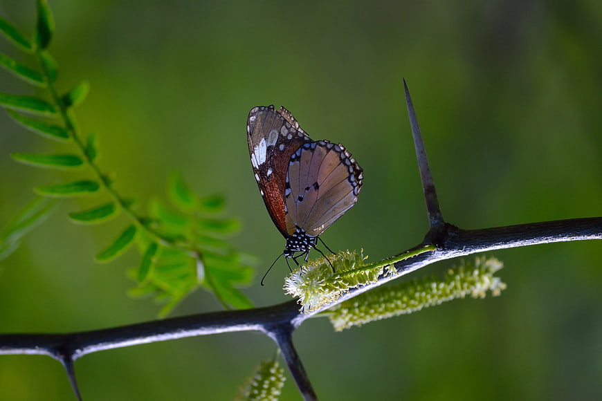 Brown Butterfly on Thorny Branch with Green Background