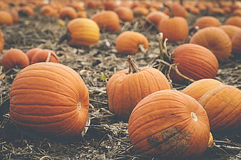 Fresh Orange Pumpkins in Autumn Harvest Field