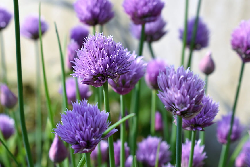 Close-up of blooming purple chive flowers in garden