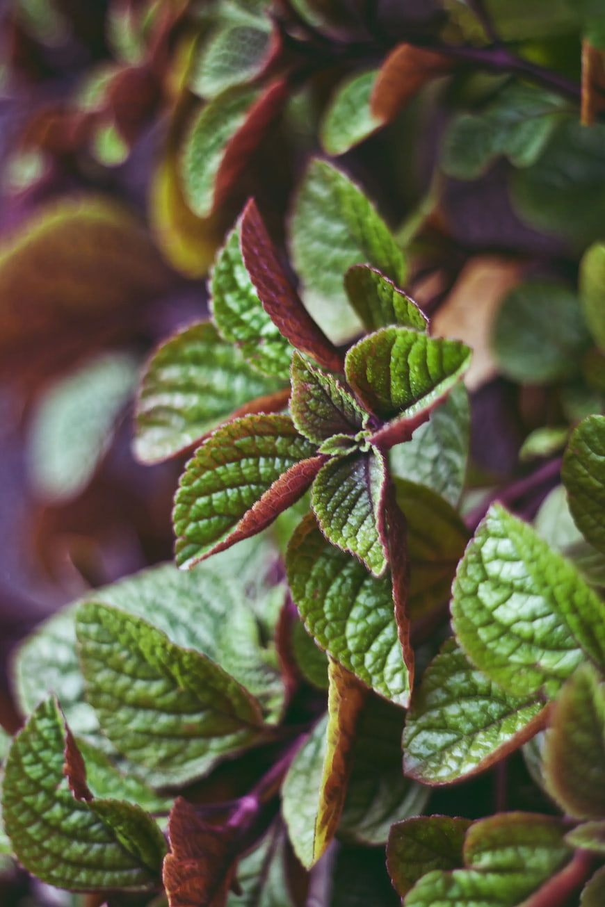 Close-up of vibrant green and purple ornamental leaves