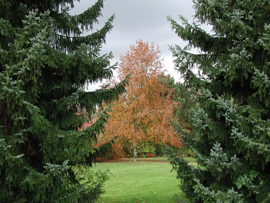 Autumn landscape with evergreen trees framing a golden deciduous tree