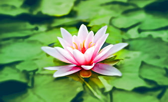 Pink Water Lily Bloom on Green Lily Pads