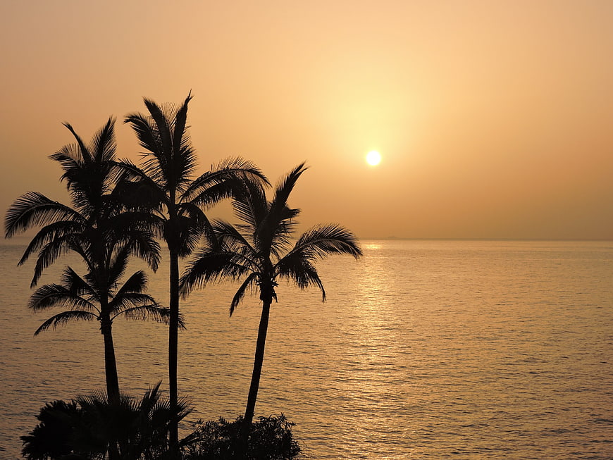 Silhouetted Palm Trees Against Golden Sunset Over Calm Ocean