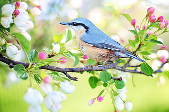 Red-breasted Nuthatch Perched on Spring Blossom Branch