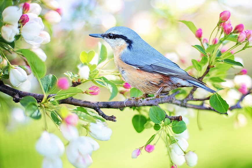 Red-breasted Nuthatch Perched on Spring Blossom Branch