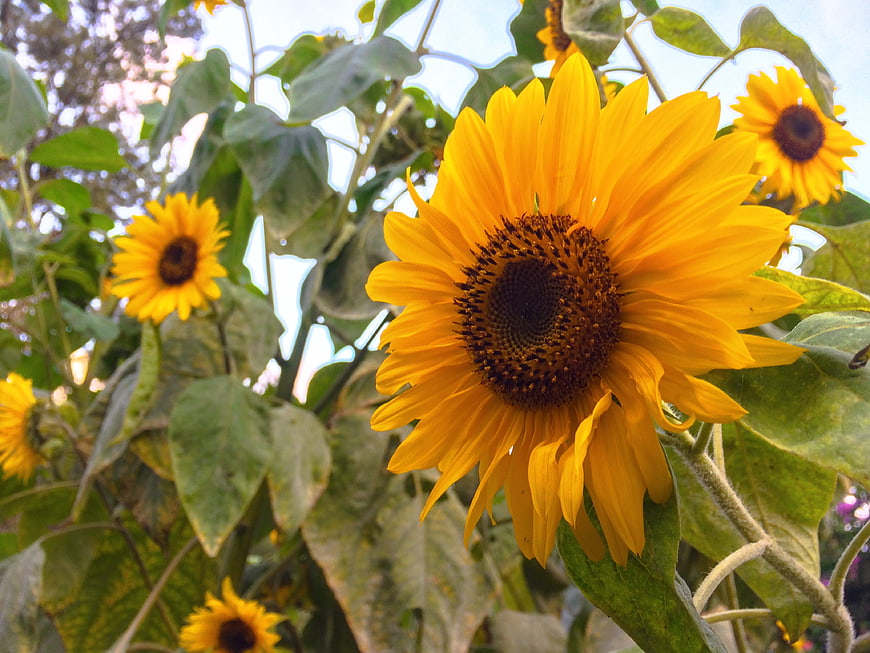 Vibrant Sunflower Close-Up in Garden