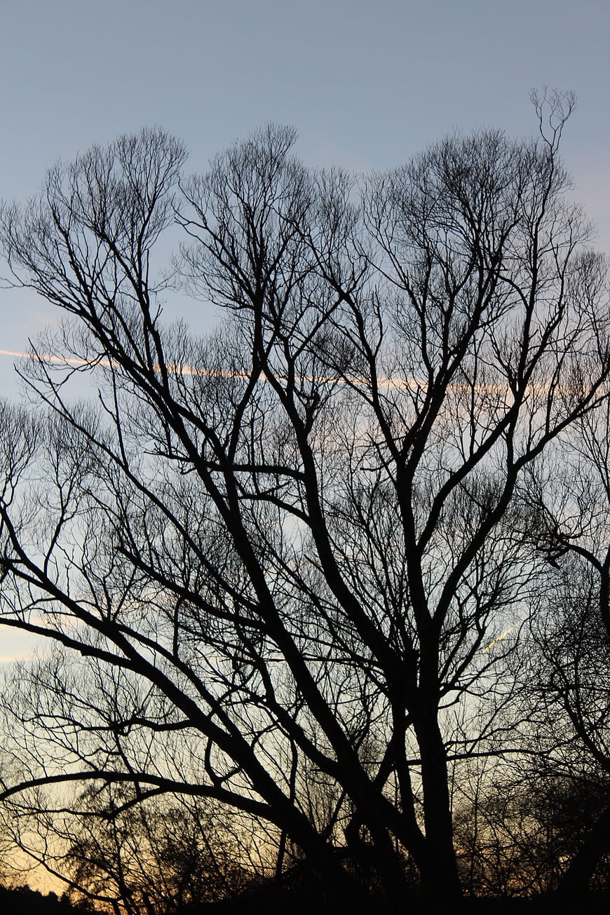 Silhouette of bare tree branches against twilight sky