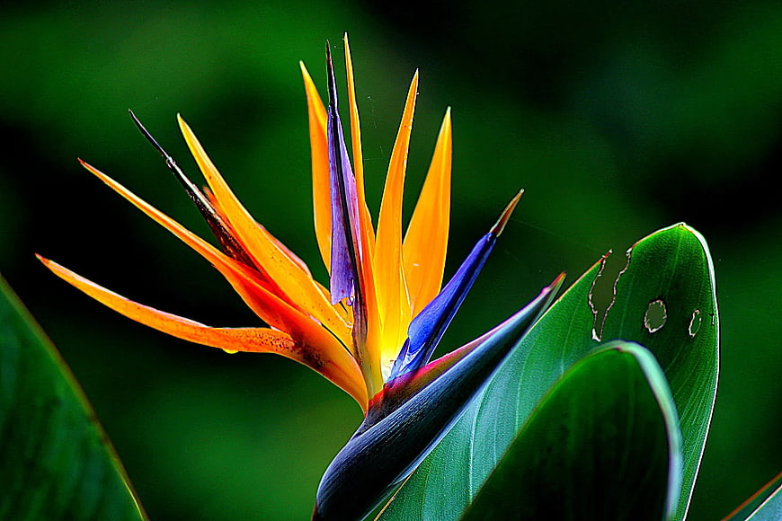 Vibrant Bird of Paradise Flower Close-Up