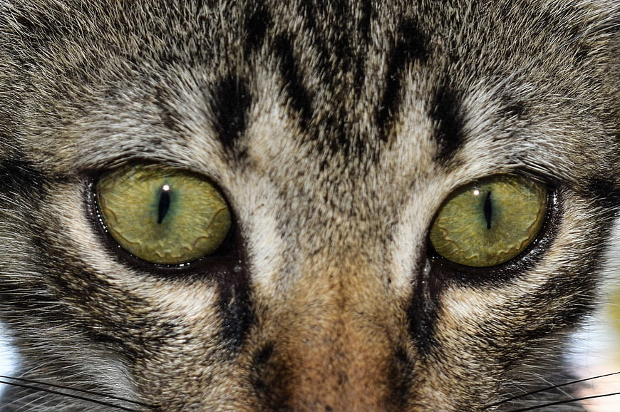 Extreme Close-Up of Tabby Cat Eyes with Green Irises
