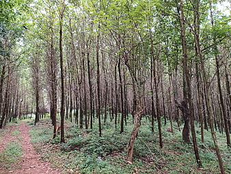 Dense Mahogany Forest Path in Malayattoor Kerala