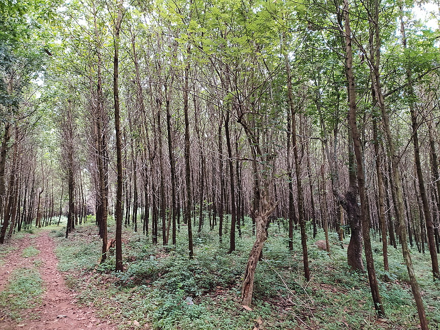 Dense Mahogany Forest Path in Malayattoor Kerala