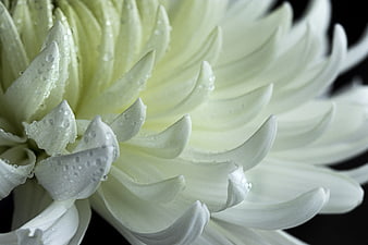 Close-up of white chrysanthemum with water droplets on black background