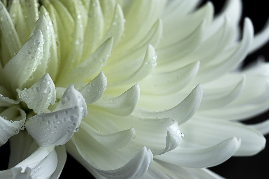 Close-up of white chrysanthemum with water droplets on black background