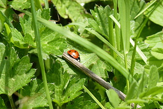 Red Ladybug on Green Leaf in Sunlight