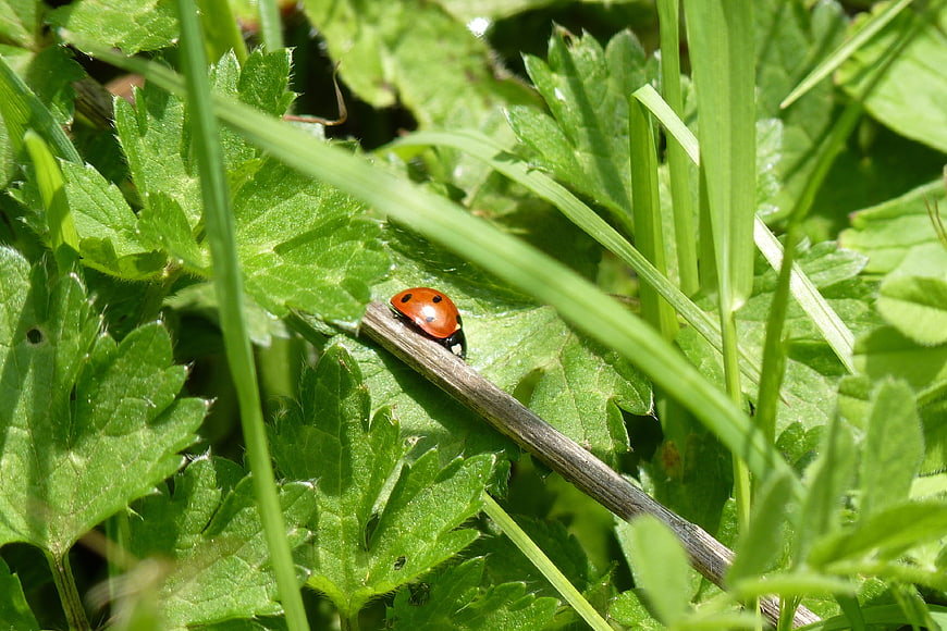 Red Ladybug on Green Leaf in Sunlight