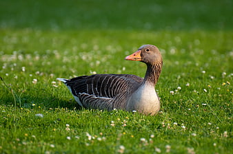 Greylag Goose Resting in Green Meadow with Daisies