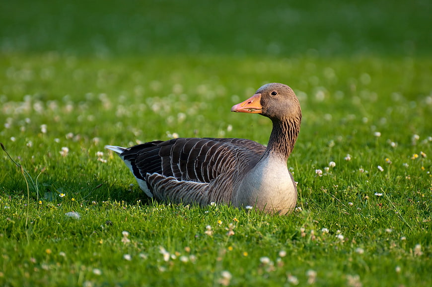 Greylag Goose Resting in Green Meadow with Daisies