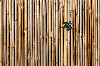 Vertical Bamboo Stalks with Single Green Leaf Texture