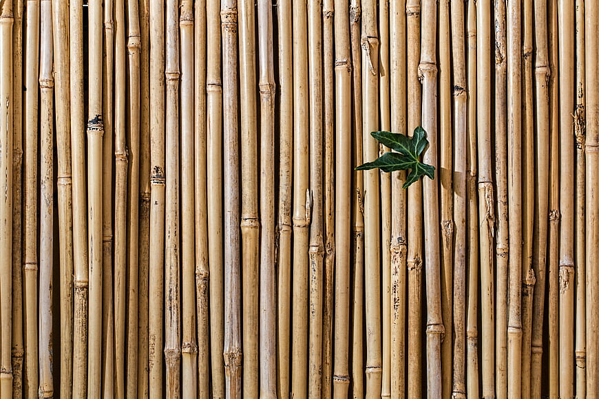 Vertical Bamboo Stalks with Single Green Leaf Texture