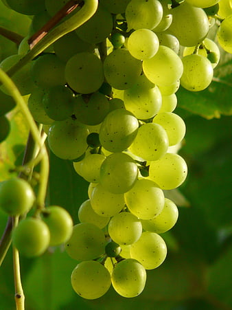 Close-up of ripe green grapes hanging on the vine