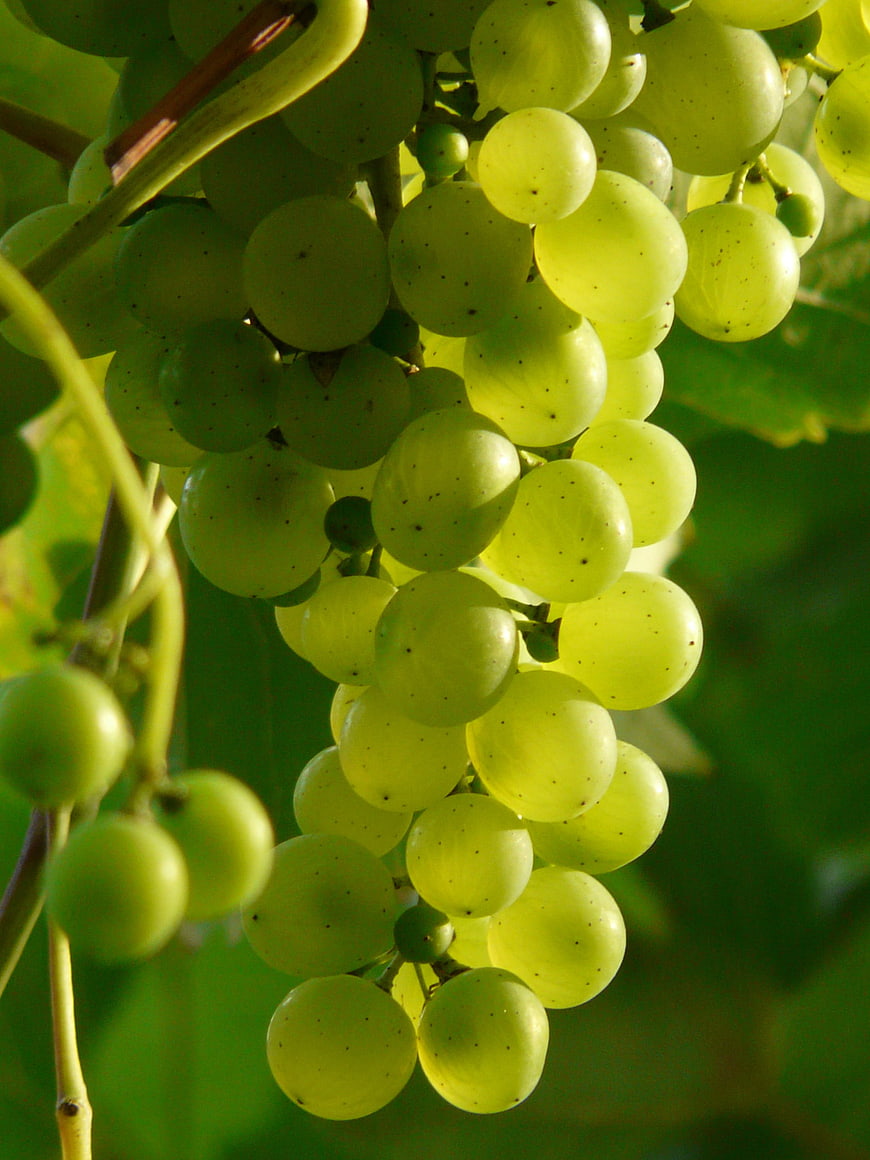 Close-up of ripe green grapes hanging on the vine