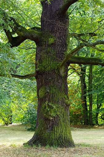 Mature Mossy Oak Tree Trunk In Sunlit Summer Forest