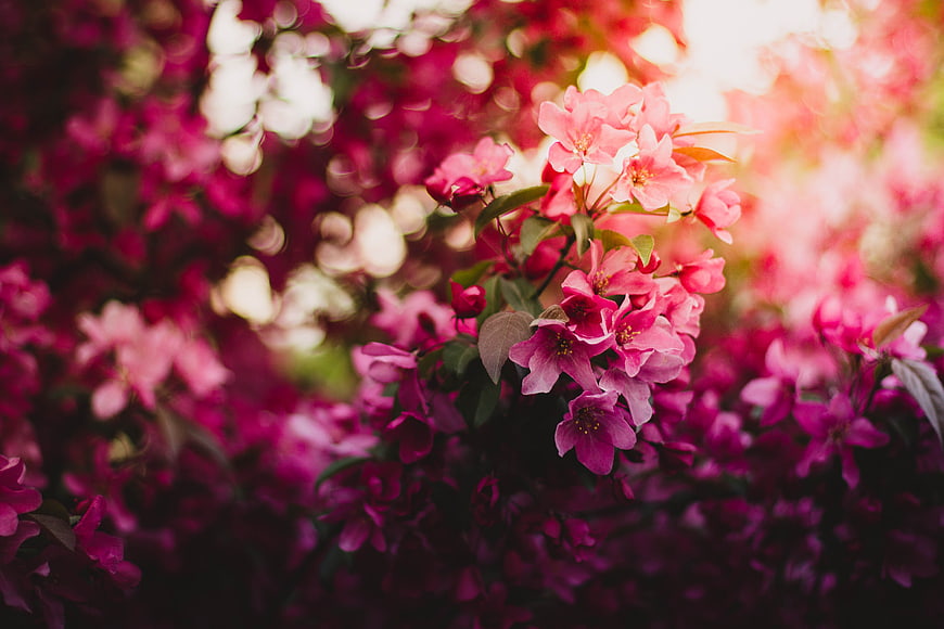 Vibrant Pink Crabapple Blossoms in Spring Sunlight
