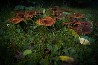 Brown mushrooms growing in grassy forest floor