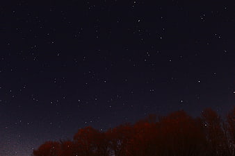 Starry Night Sky Over Silhouetted Trees