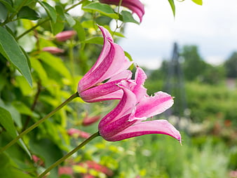 Pink Trumpet Vine Flowers Blooming in Garden