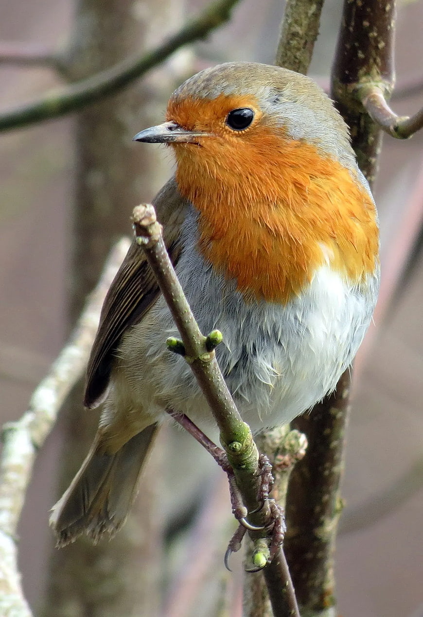 European Robin perched on a budding tree branch