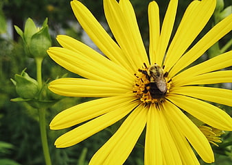 Close-up of a bumblebee pollinating a bright yellow flower