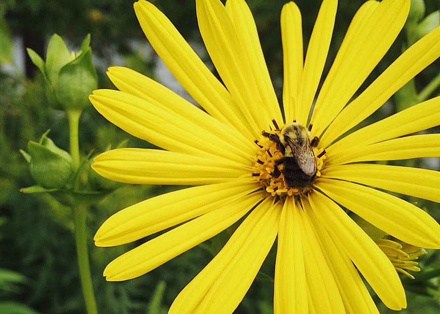 Close-up of a bumblebee pollinating a bright yellow flower