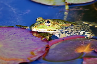 Green frog resting on purple lily pad in pond