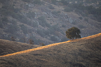 Golden sunlight on grassy hill with solitary oak tree