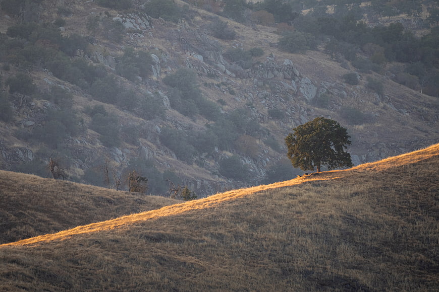 Golden sunlight on grassy hill with solitary oak tree