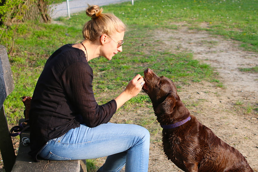 Woman Feeding Chocolate Labrador Retriever In Park