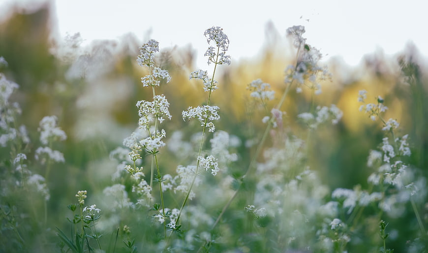 White Wildflowers in a Blurred Summer Meadow