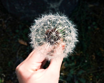 Hand holding a dandelion seed head in sunlight