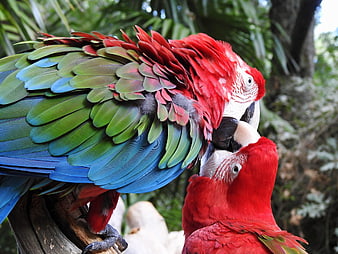 Two Scarlet Macaws Interacting in Tropical Jungle