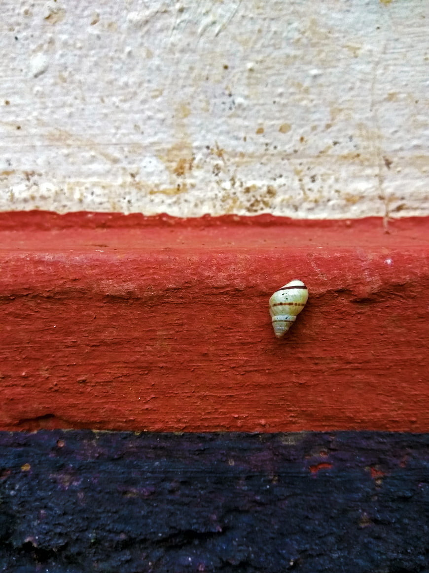 Small Snail Shell on Red and Black Painted Wall