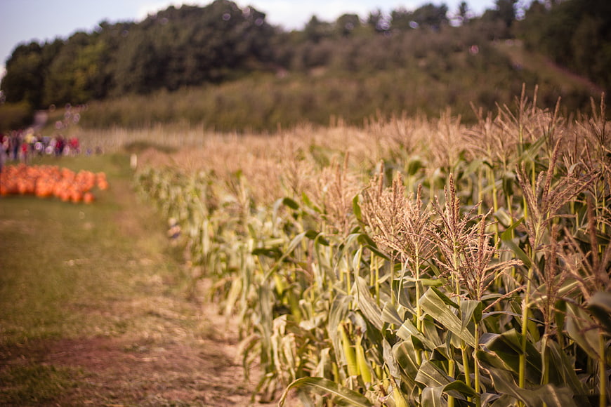 Autumn corn maze field with pumpkins and blurred visitors