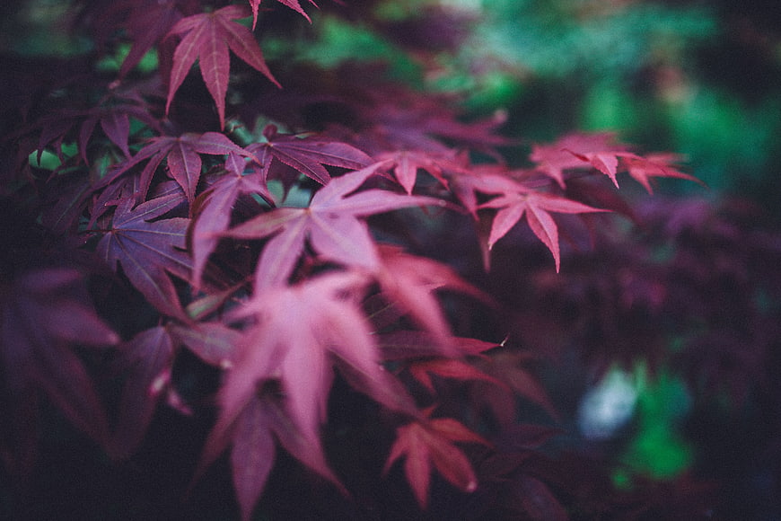 Close-up of vibrant red maple leaves with blurred green background
