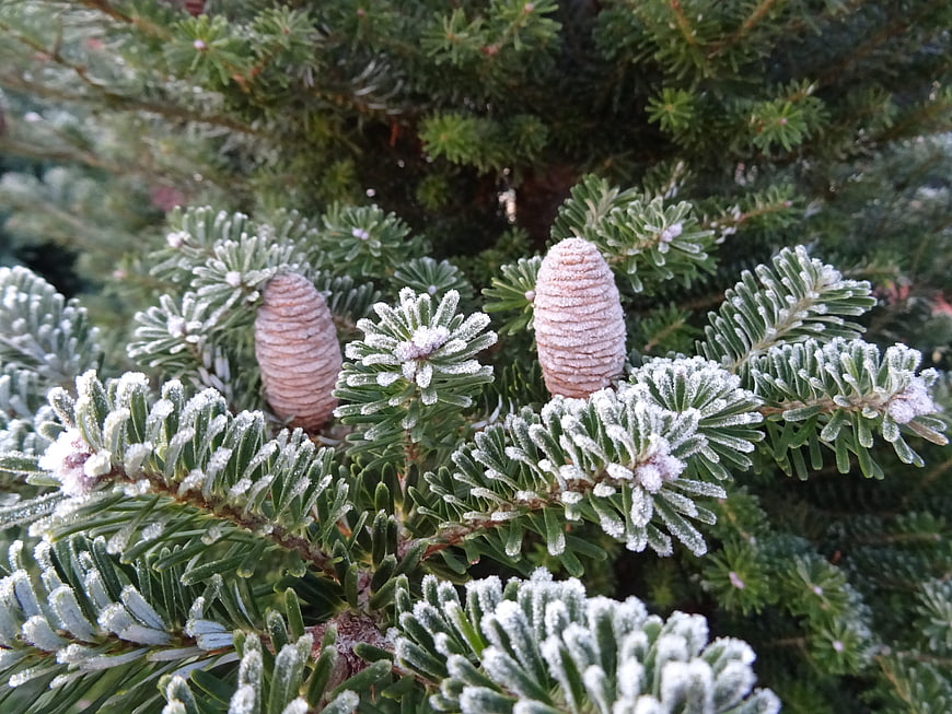 Frosted Pine Cones and Needles on a Winter Spruce Branch