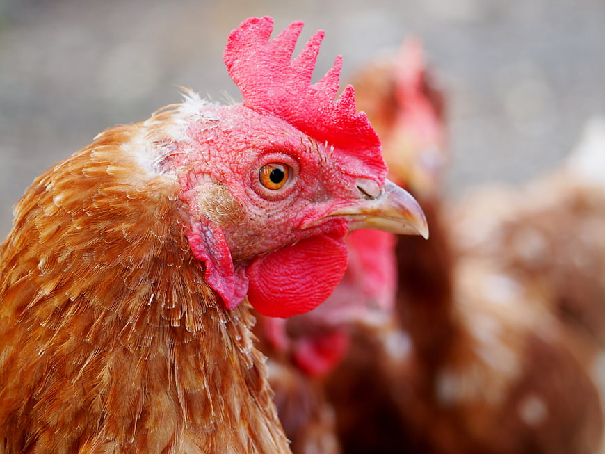 Close-up portrait of a brown hen with red comb
